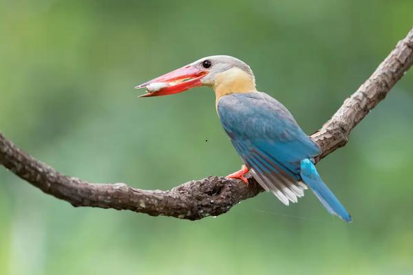 A Guide To MacRitchie Reservoir’s Wildlife