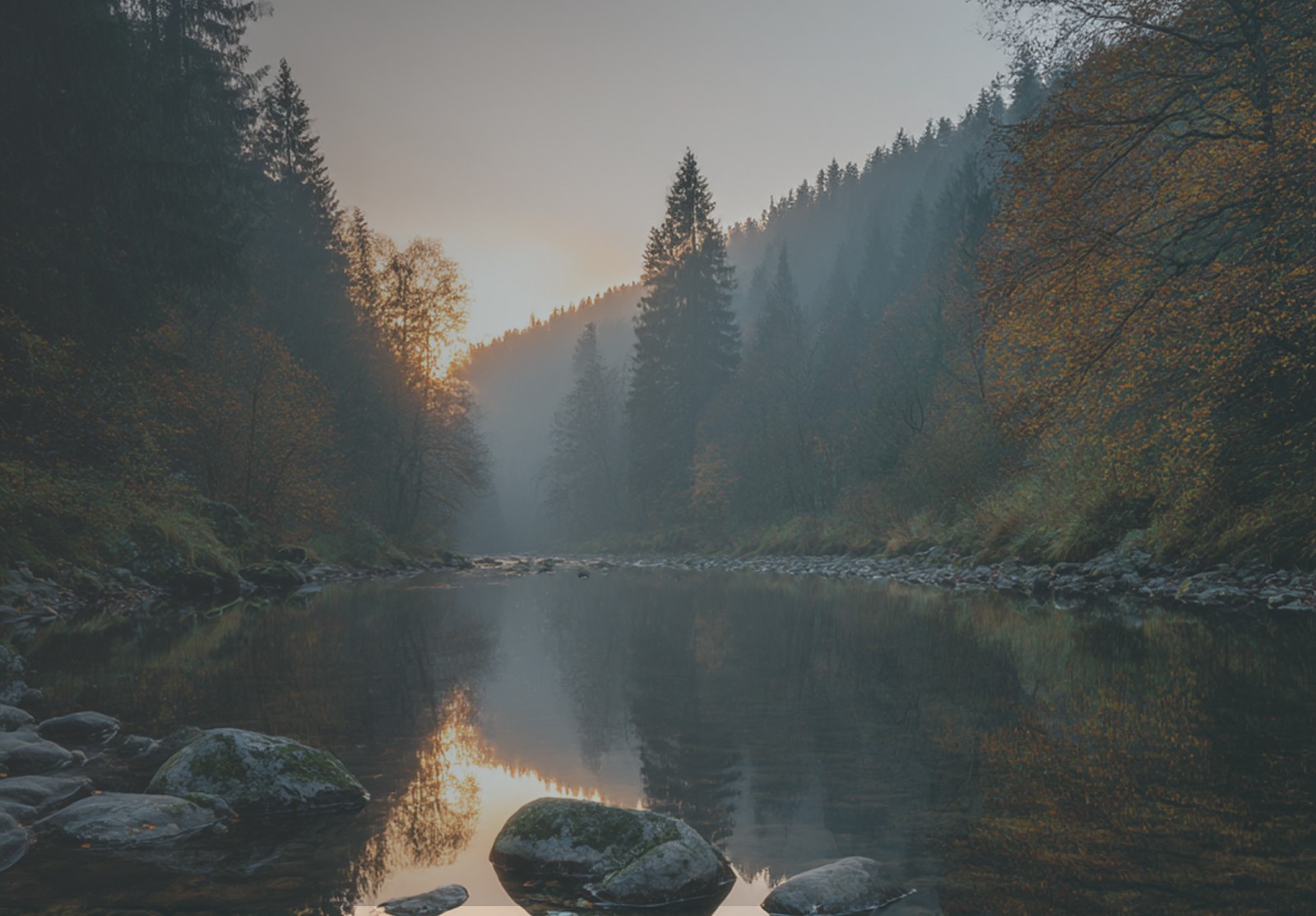 Widok na potok w górach, otoczony drzewami