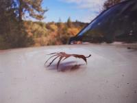 Untitled (1990), Gene Beery, Jan Kaps, Cologne