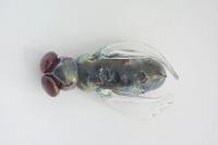 Fly N° 2, 2017, glass, 30 × 40 × 40 cm (undefined), Jean-Marie Appriou, Jan Kaps, Cologne