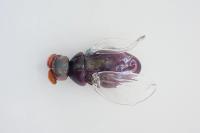 Fly N° 3, 2017, glass, 30 × 40 × 40 cm (undefined), Jean-Marie Appriou, Jan Kaps, Cologne