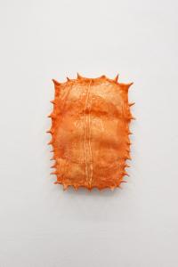 JUSTIN LIEBERMAN, SHELL, 2015 (undefined), undefined, Jan Kaps, Cologne