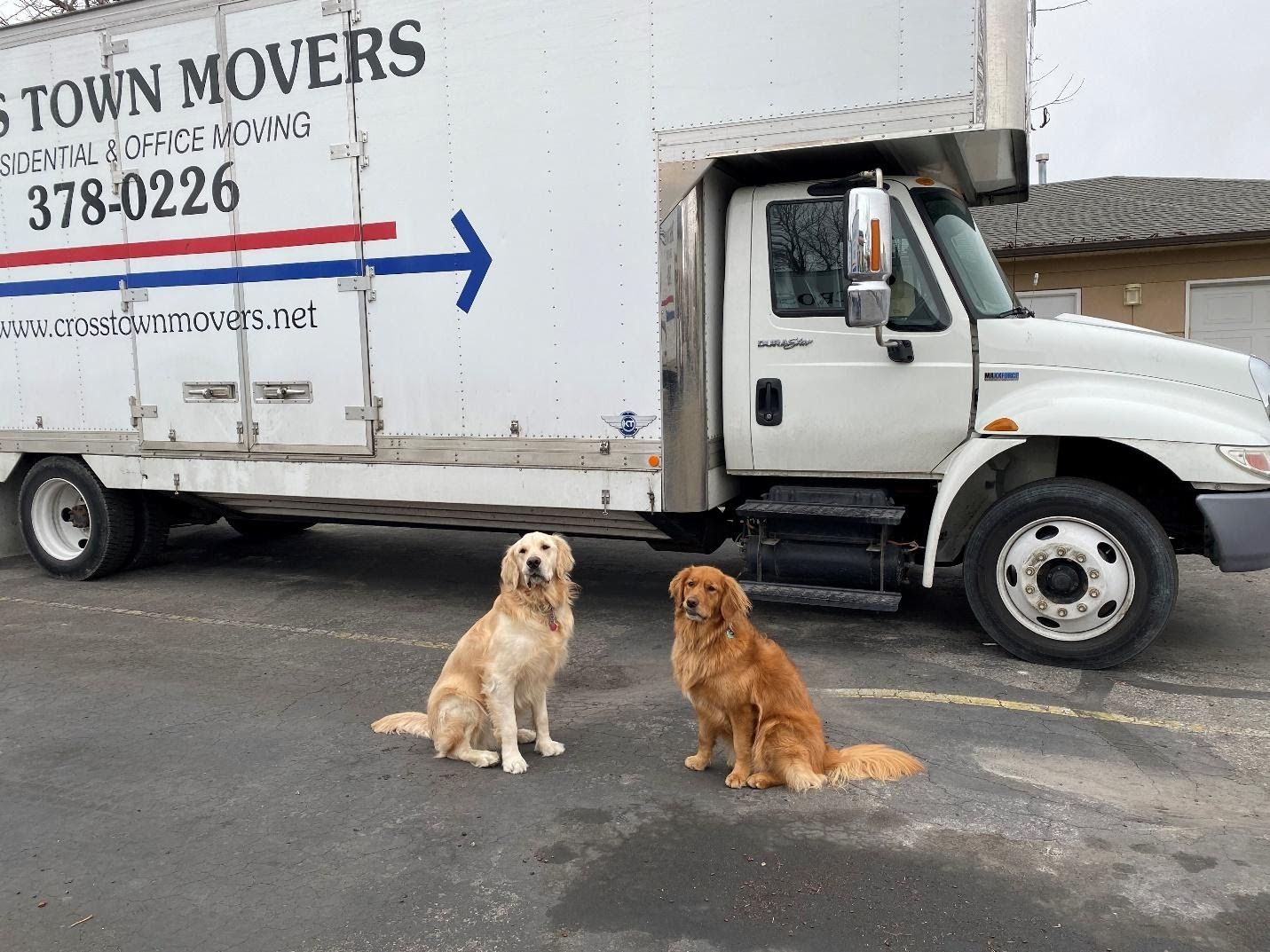 Cross Town Movers Team Dogs