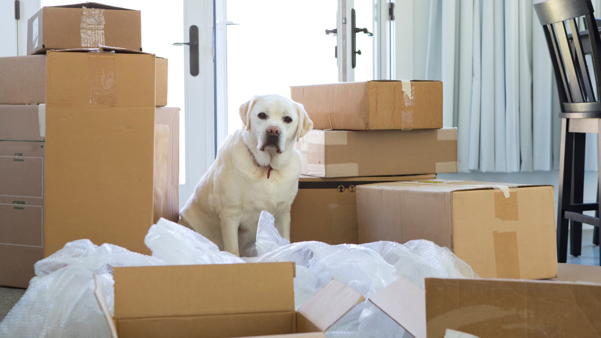 a white dog sitting amongst some moving boxes