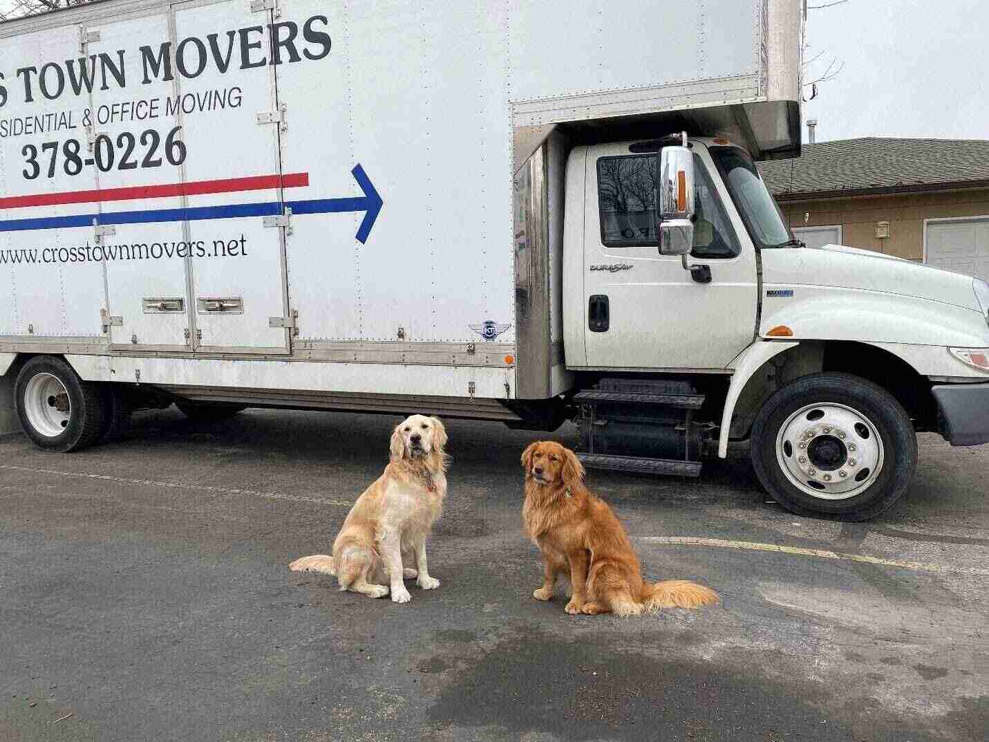Cross Town Movers Team Dogs