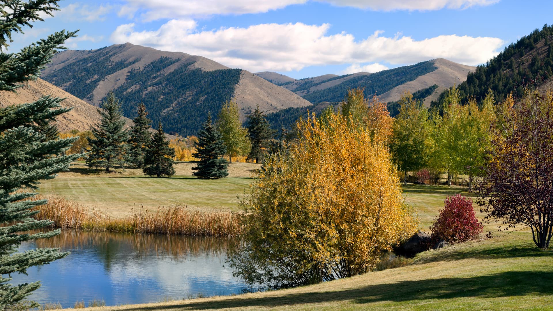 Fall trees and the foothills in the background