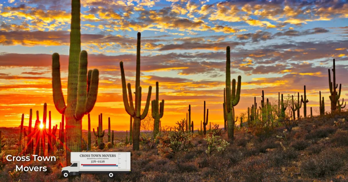 Saguaro Cacti in the desert, with a sunset in the distance