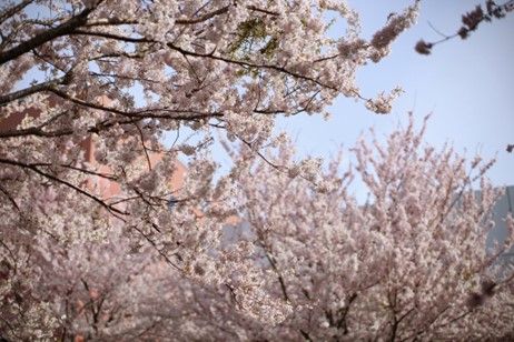 Et kirsebærtre i full blomstring Foto: Solfrid Sande