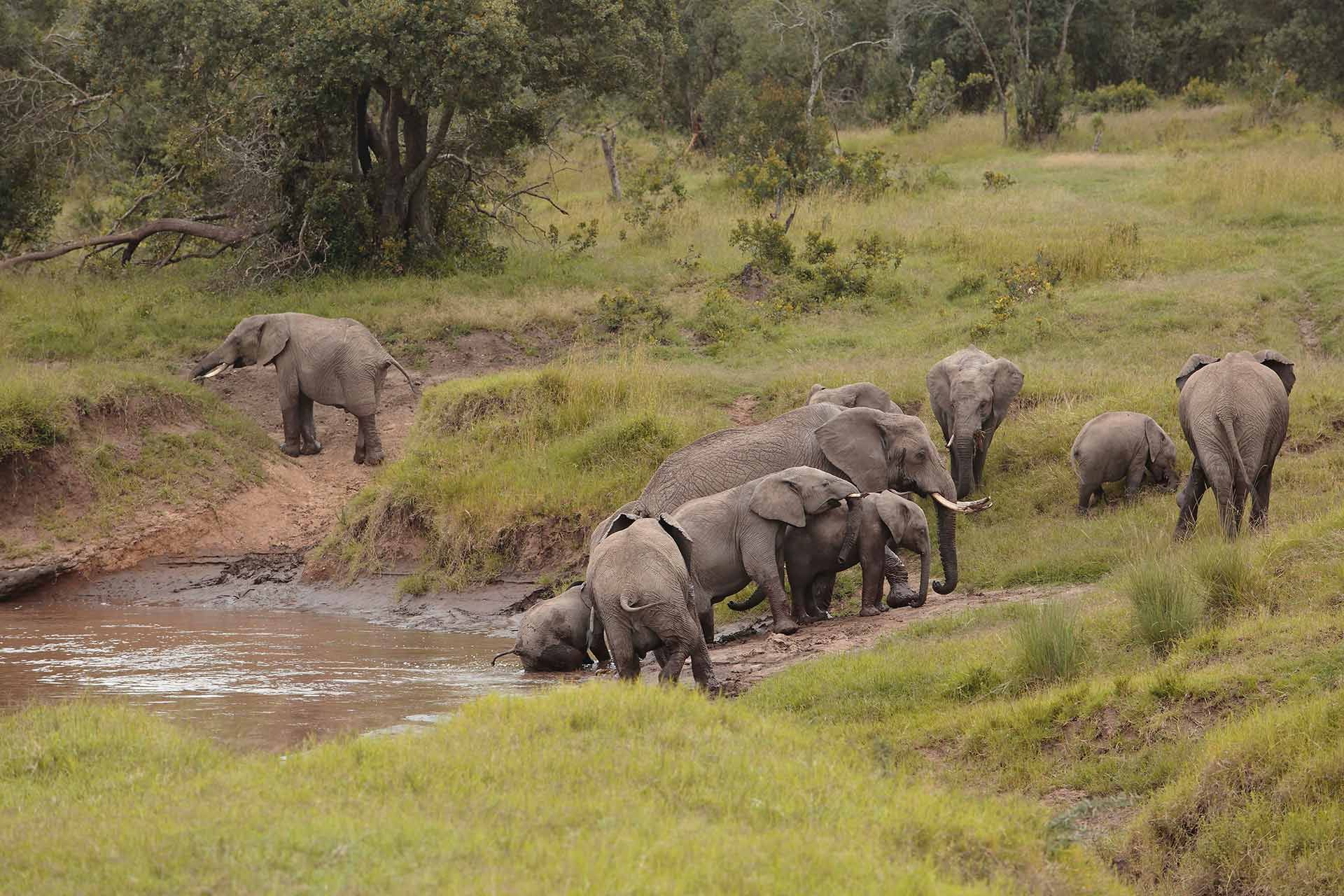 Image 8 of OL PEJETA BUSH CAMP