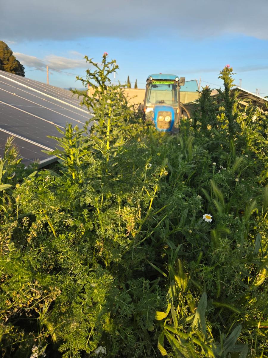 desbrozamiento en parque solar