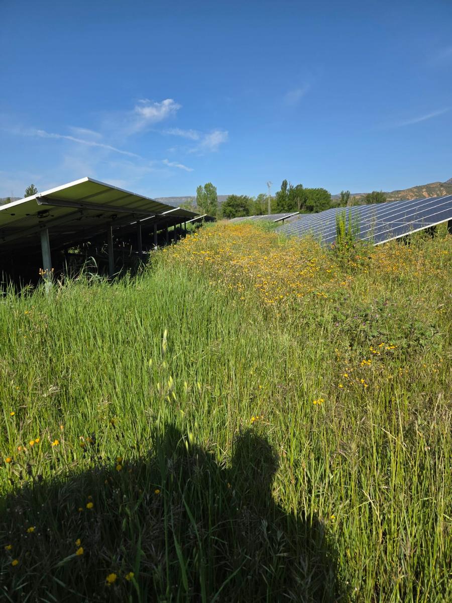 desbrozamiento en parque solar