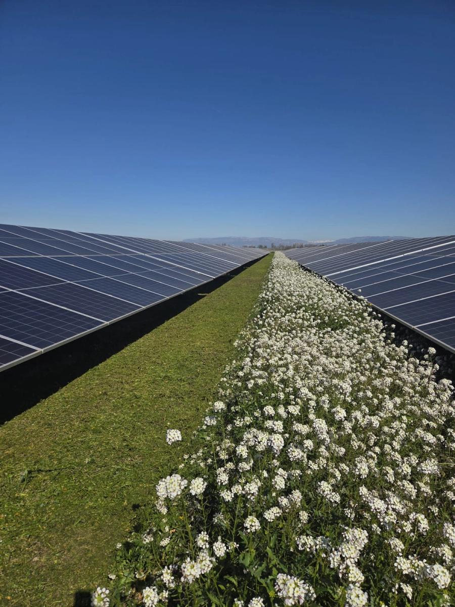 desbrozamiento en instalación solar