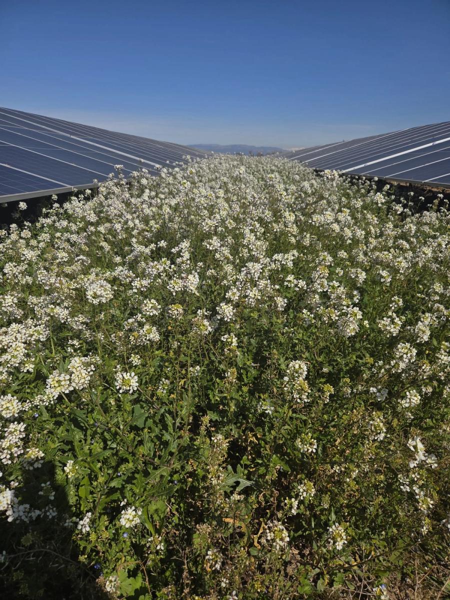 desbrozamiento en instalación solar