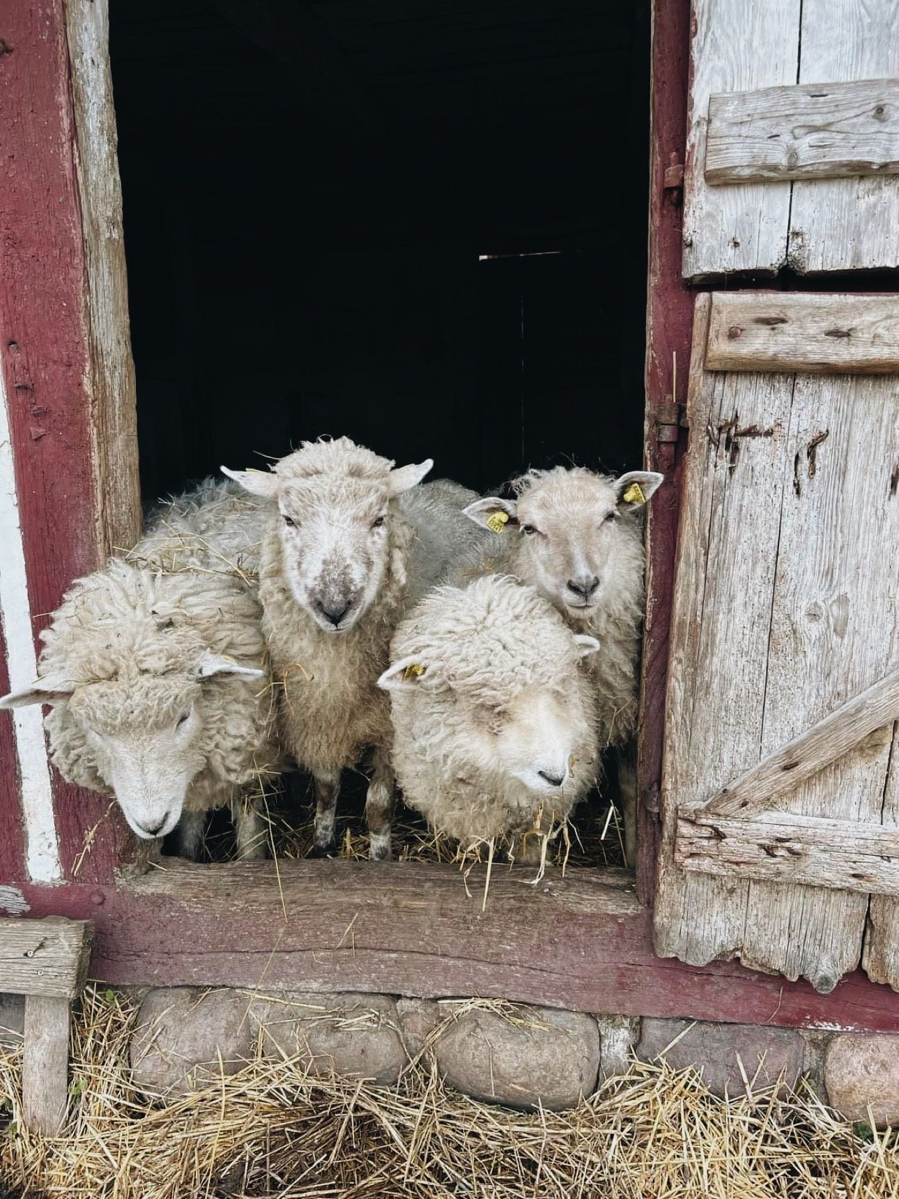 Hjælp dyrepasserne med at samle lort 