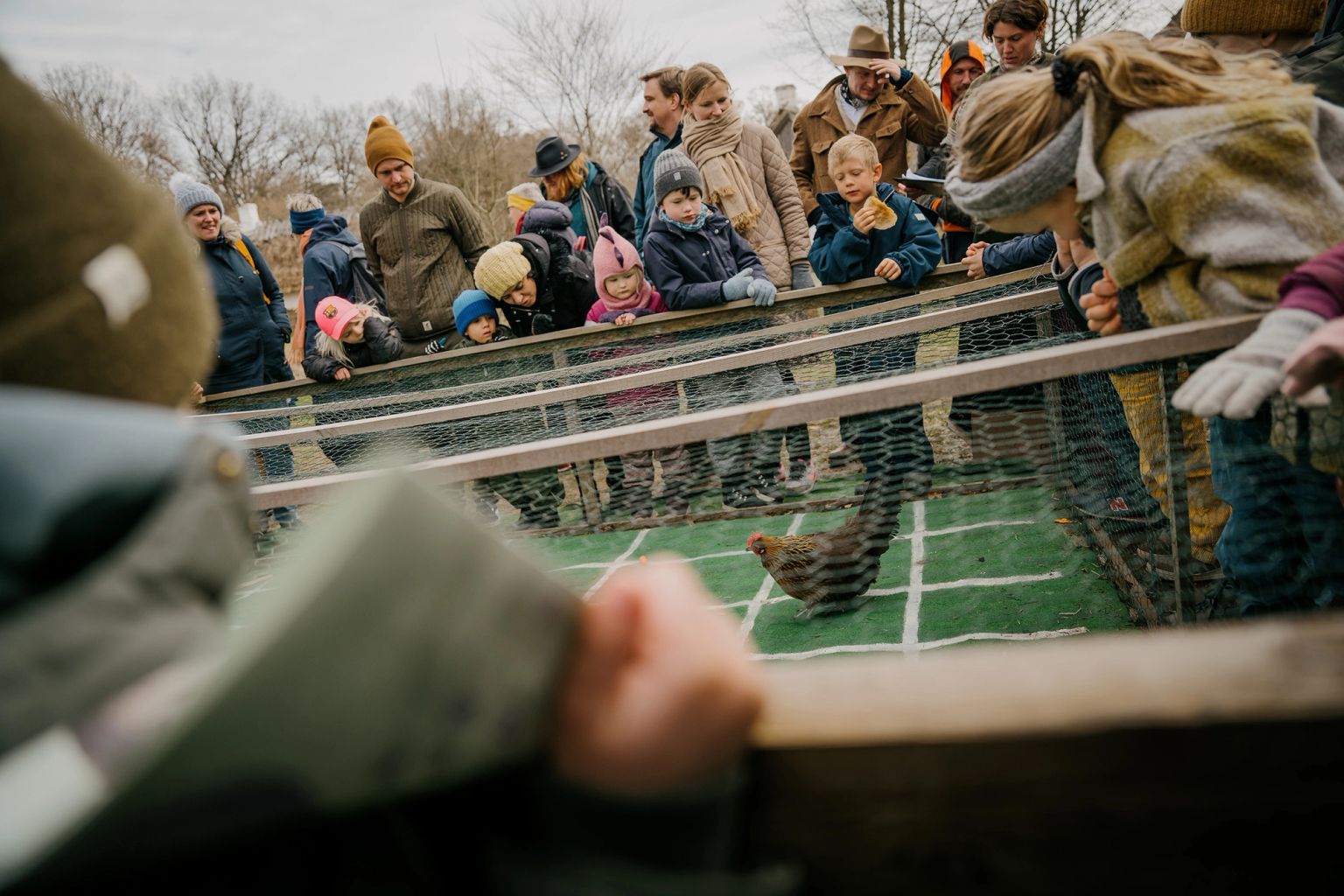 Familier ser høne i indhegning.