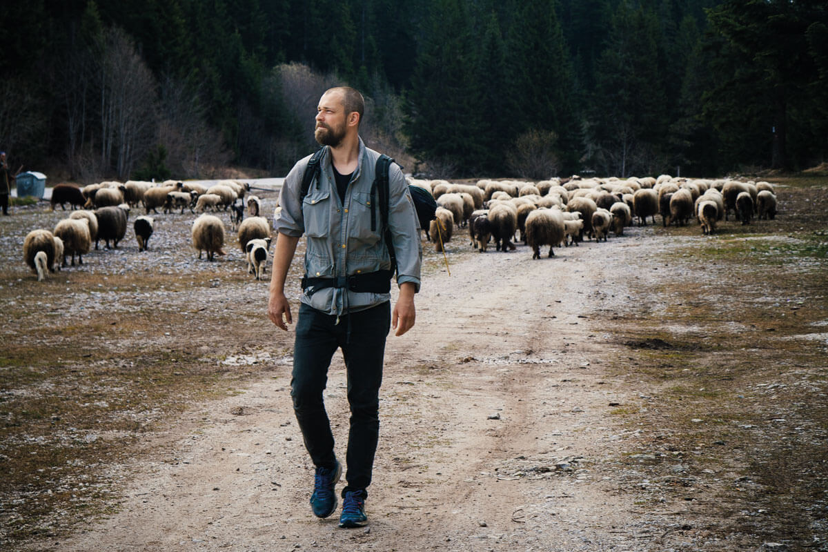 Bjørn Hartvig vandrer på en stor åben sti foran en stor fåreflok med rygsæk og udstyr med natur og træer i baggrunden.