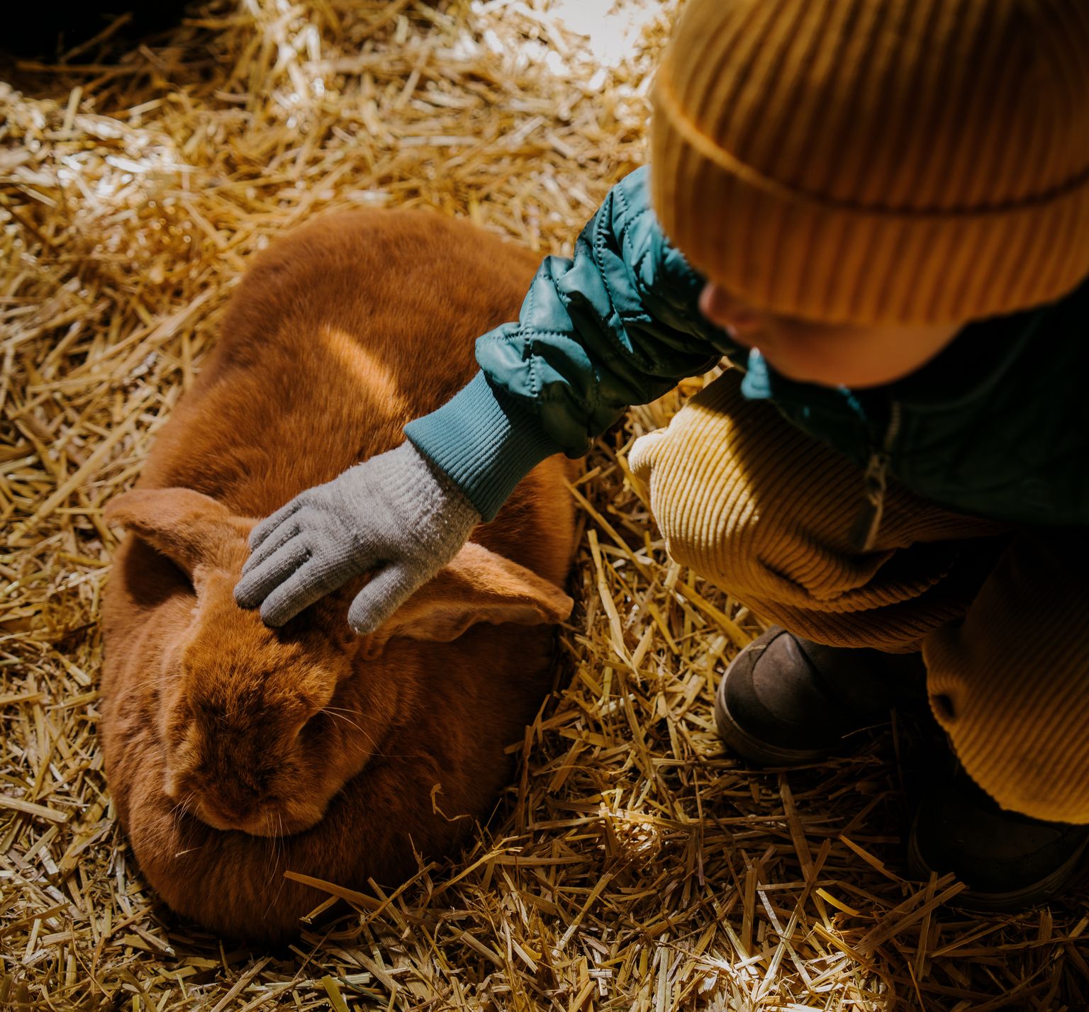 A little boy in a knitted cap and outerwear is squatting and petting a brown rabbit.