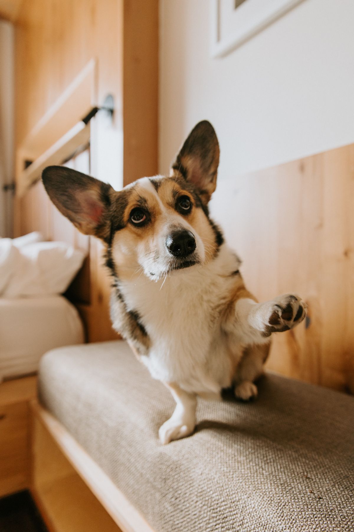 Dog Days Getaway