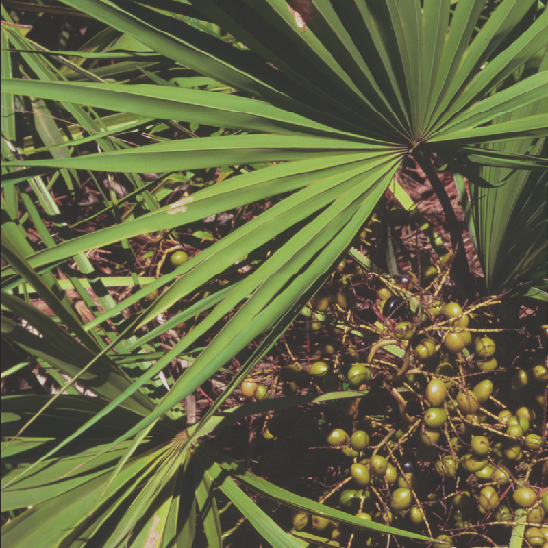 SAW PALMETTO