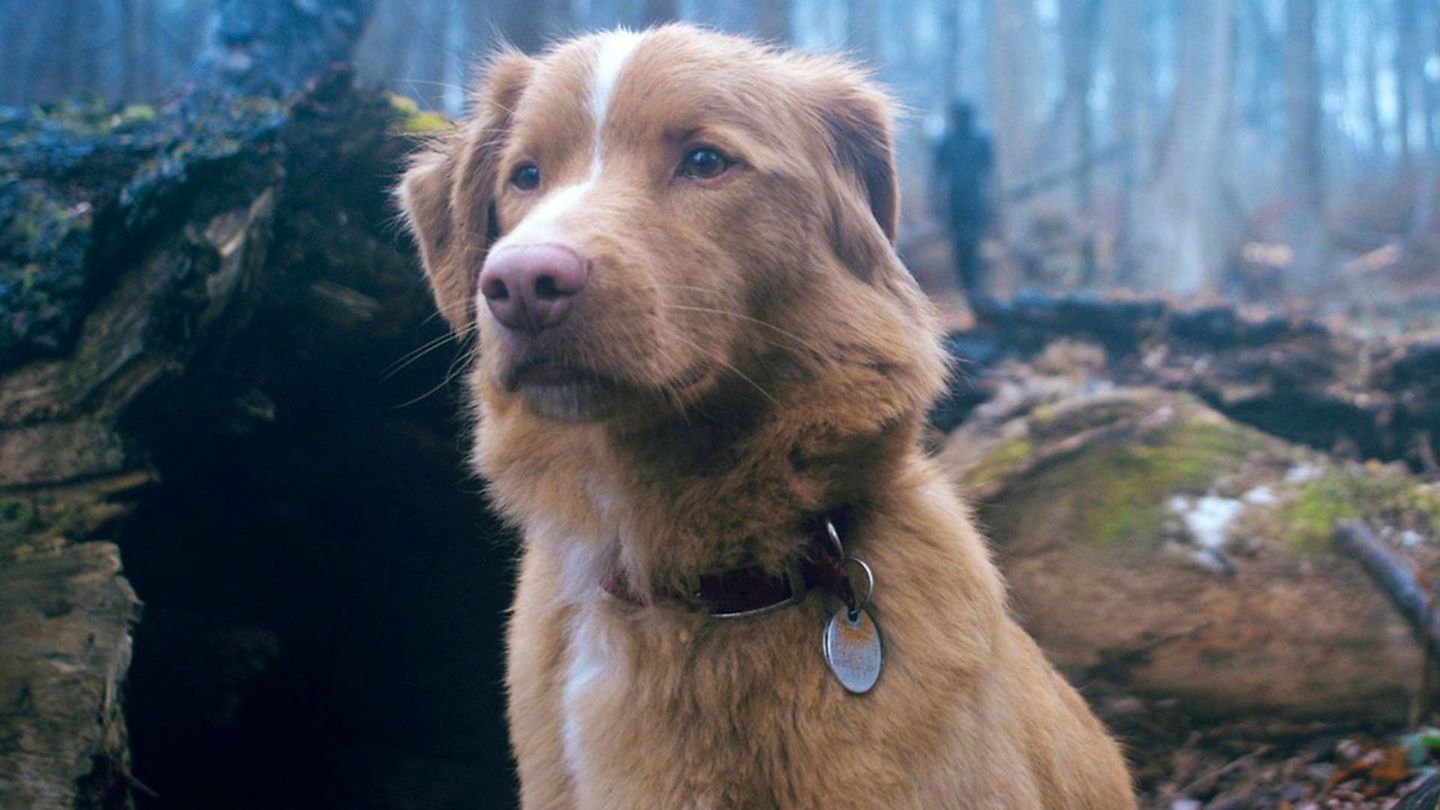 Good Boy