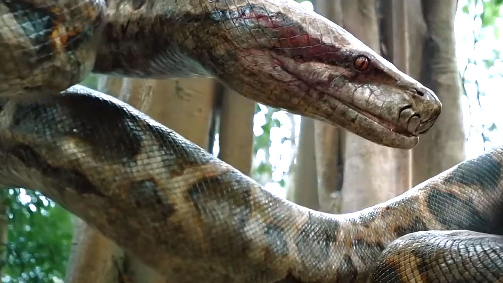 Anaconda 2024 Columbia Pictures