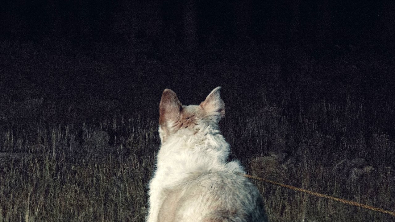 It Comes at Night