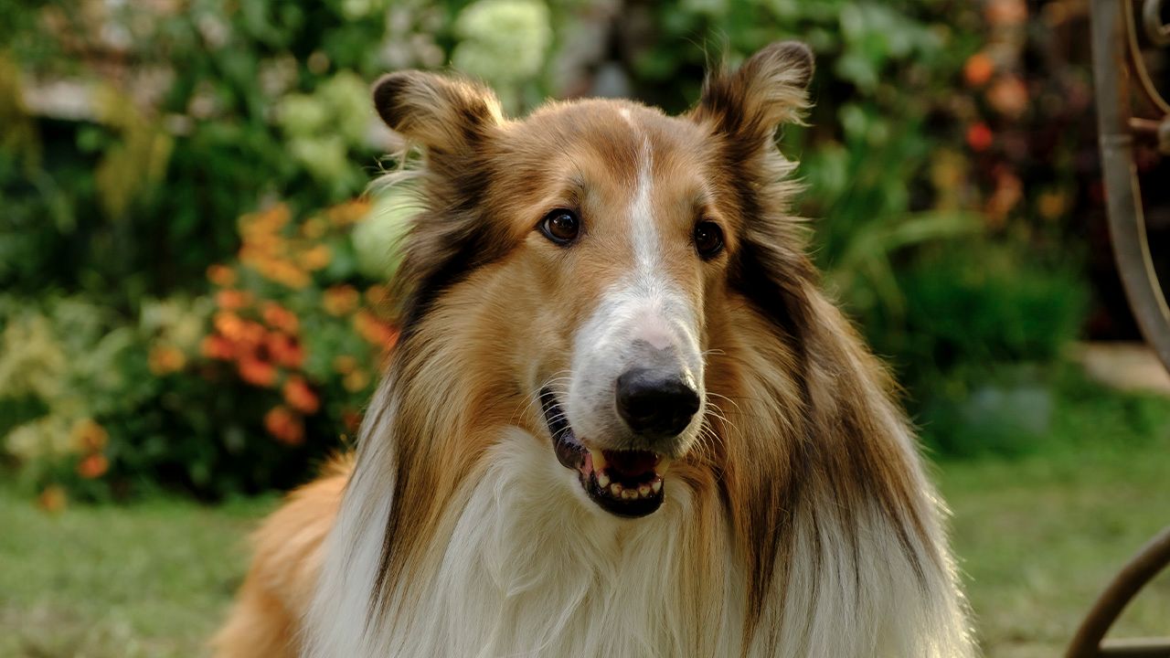 Lassie på nye eventyr