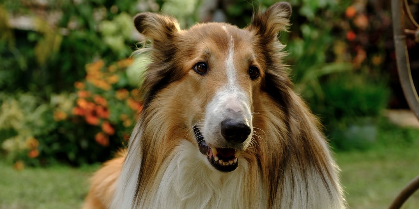Lassie på nye eventyr