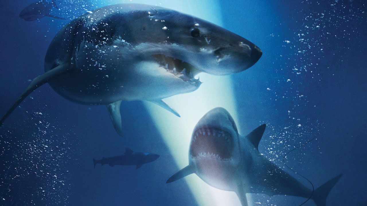 47-meters-down-the-next-cha.jpg