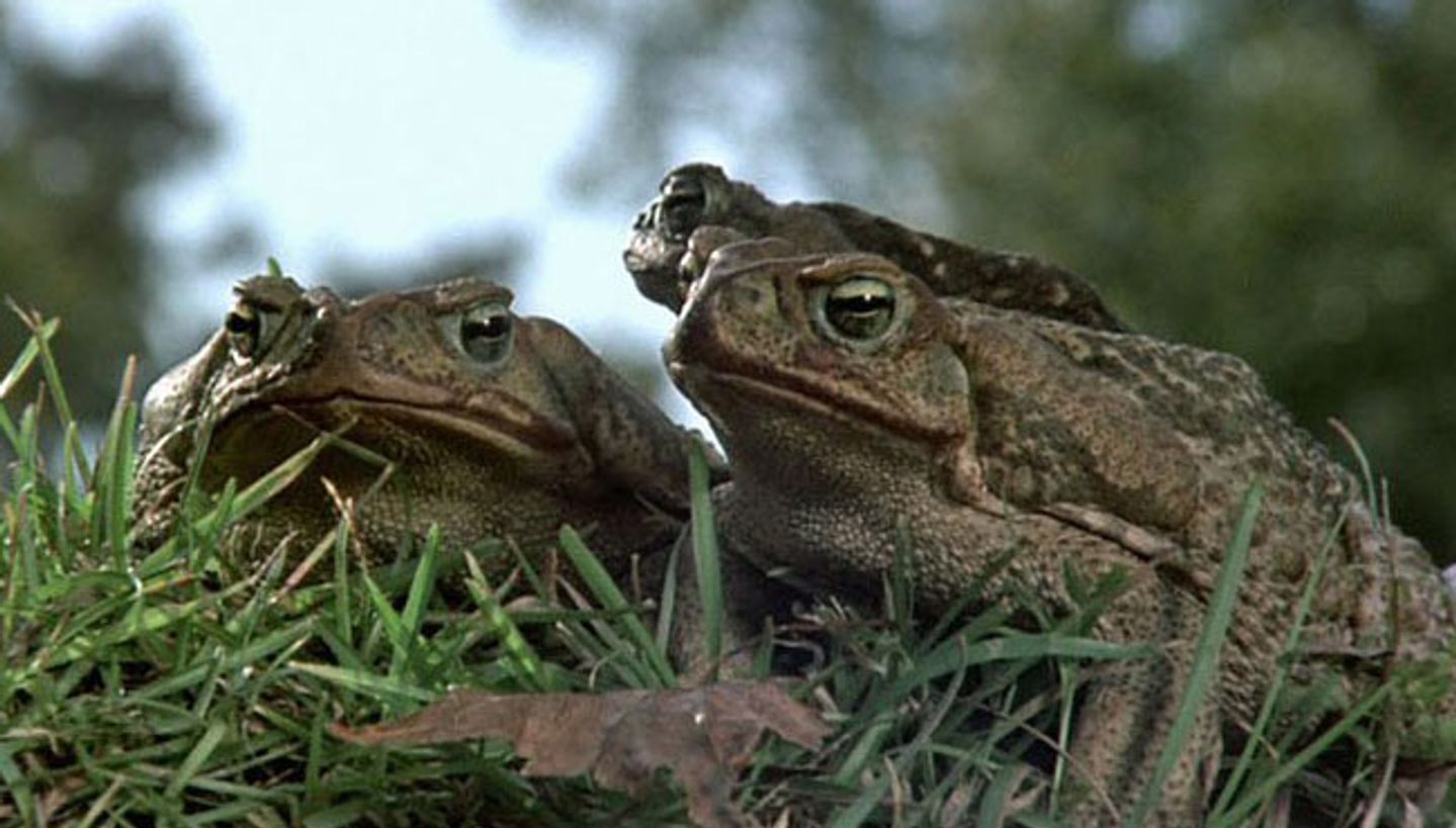 Frogs / American International Pictures