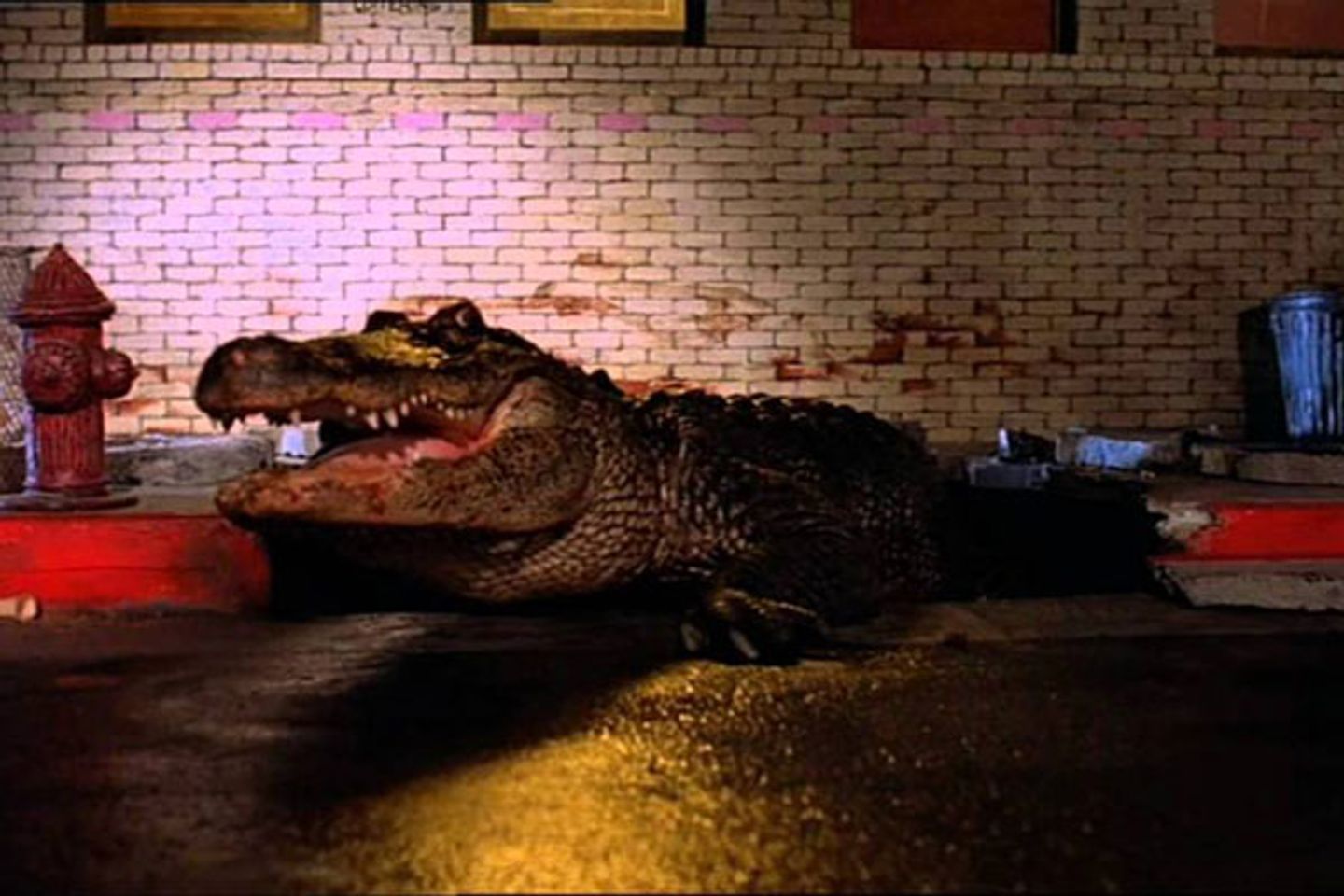 alligator2.jpg