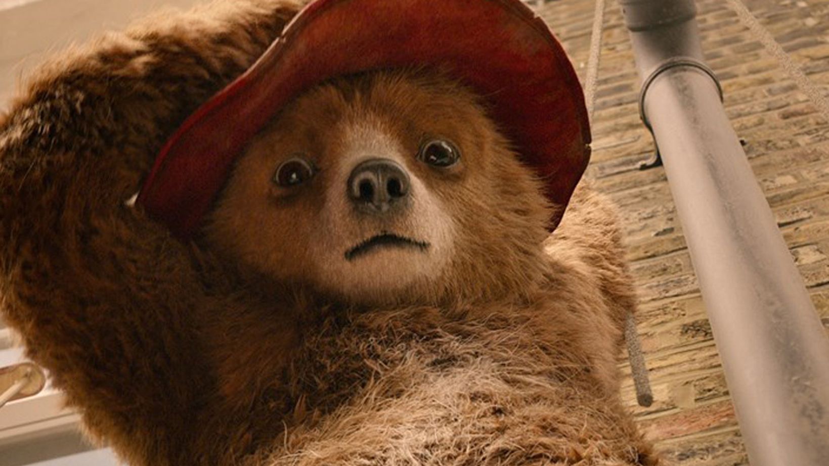 paddington-2-press_59c90875dc51b.jpg