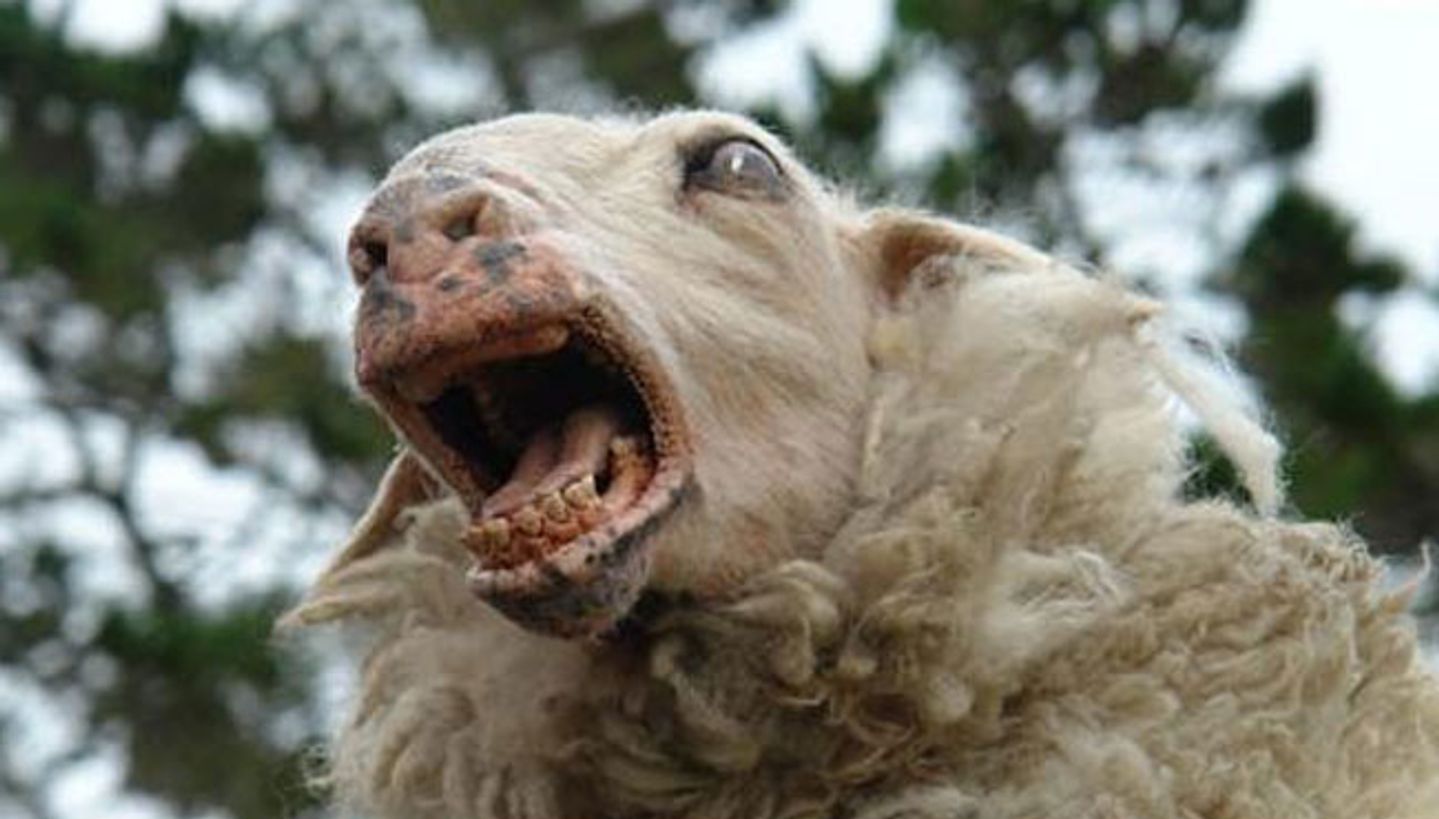 Black Sheep / New Zealand Film Commission