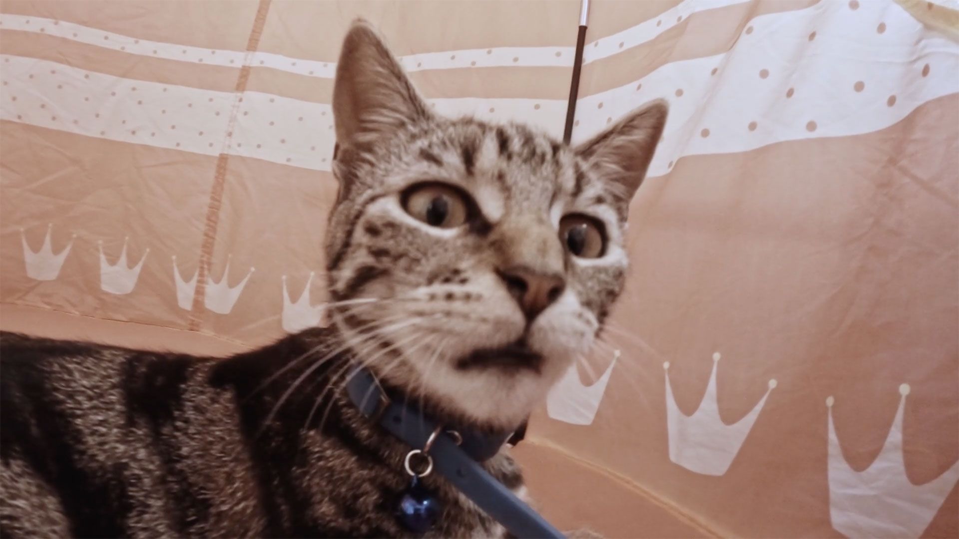 Cat Video Fest