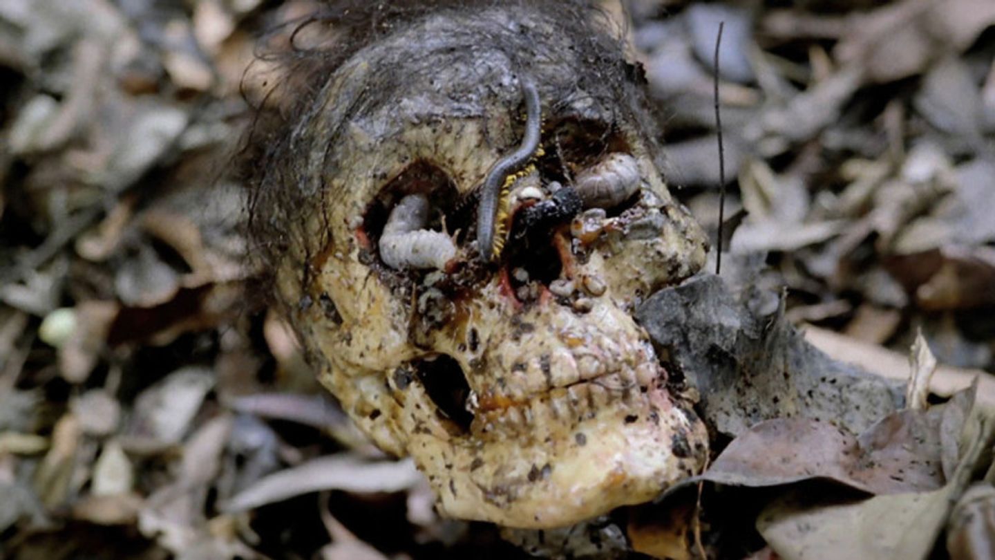 F.D. Cinematografica / Cannibal Holocaust