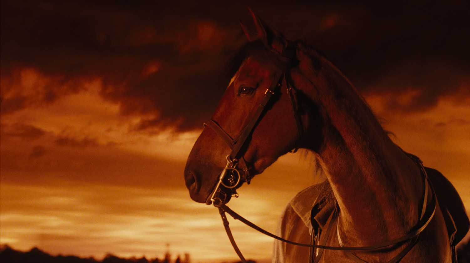 warhorse.jpg