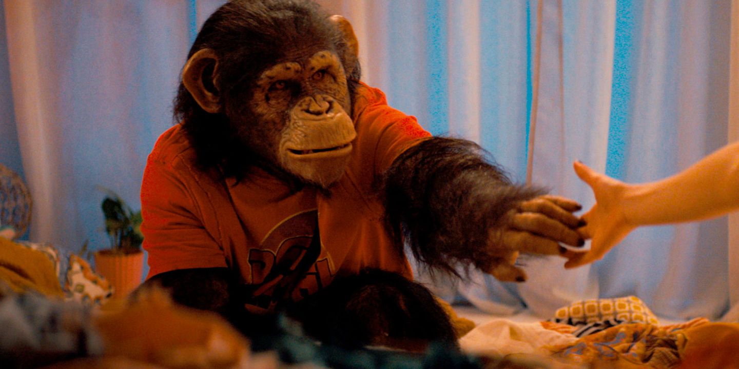 Primate