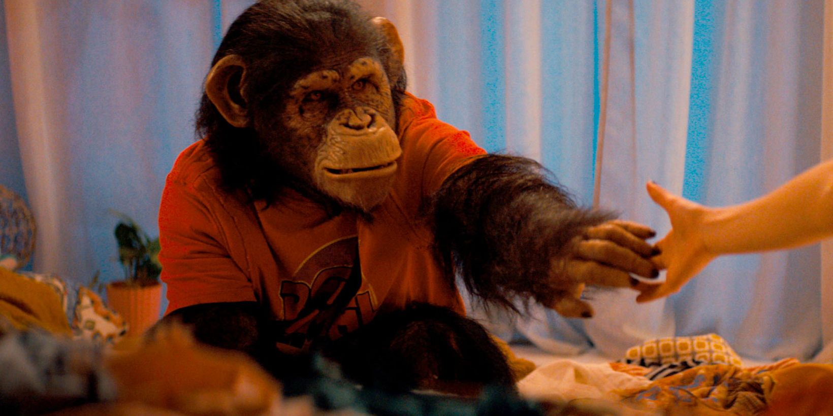 Primate