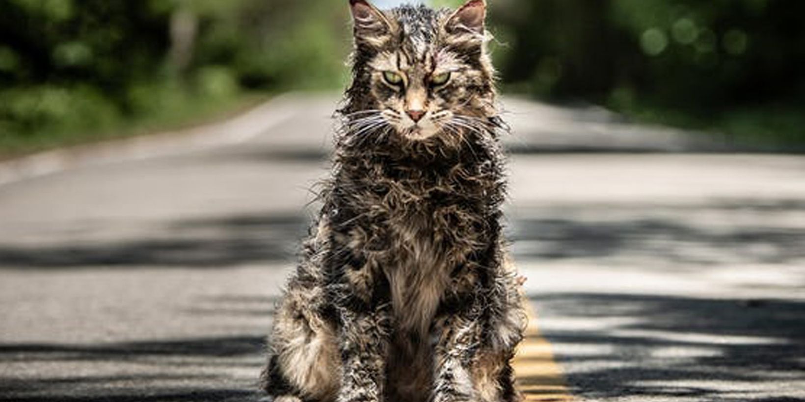 church-the-cat-in-pet-sematary.jpg