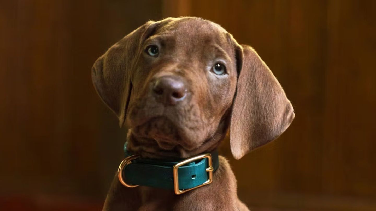 Scooby-Doo: Origins