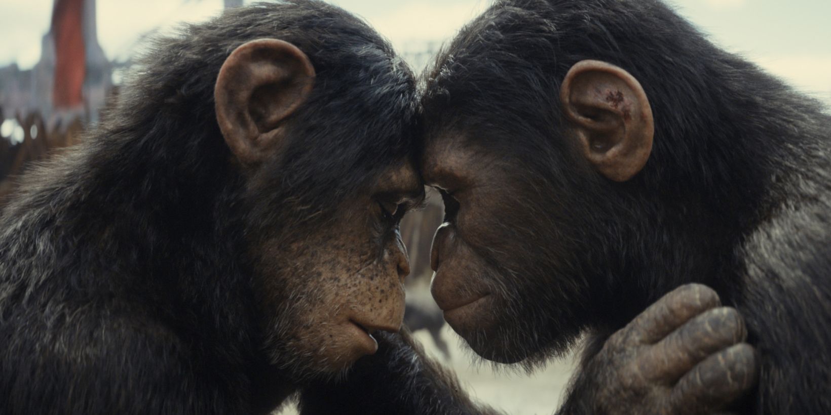 Kingdom of the Planet of the Apes
