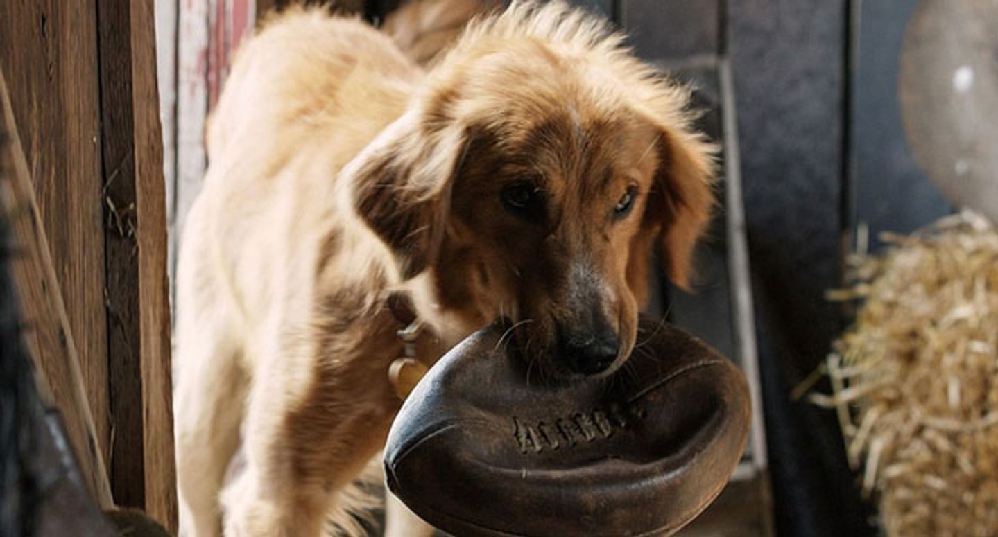 A dog