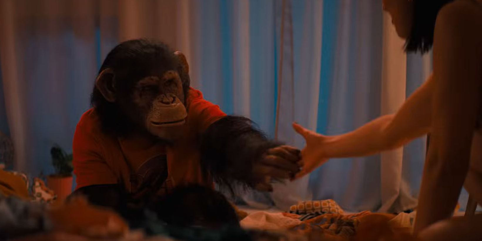 Primate