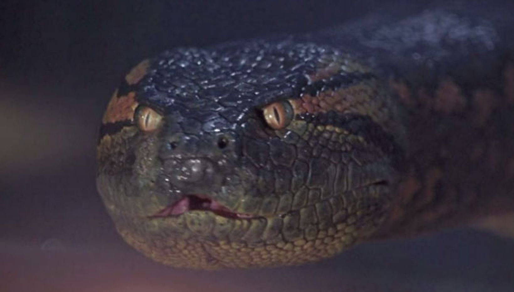 Anaconda / Columbia Pictures