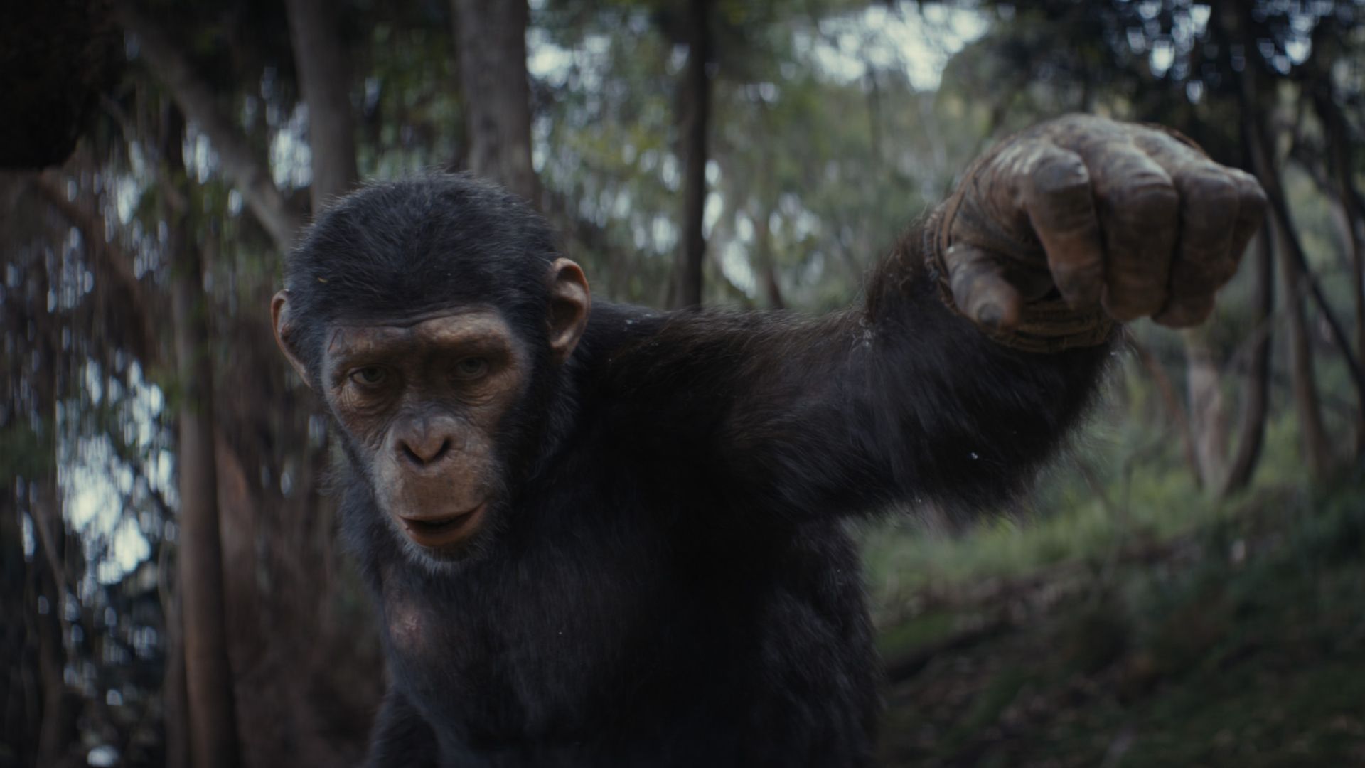 Kingdom of the Planet of the Apes