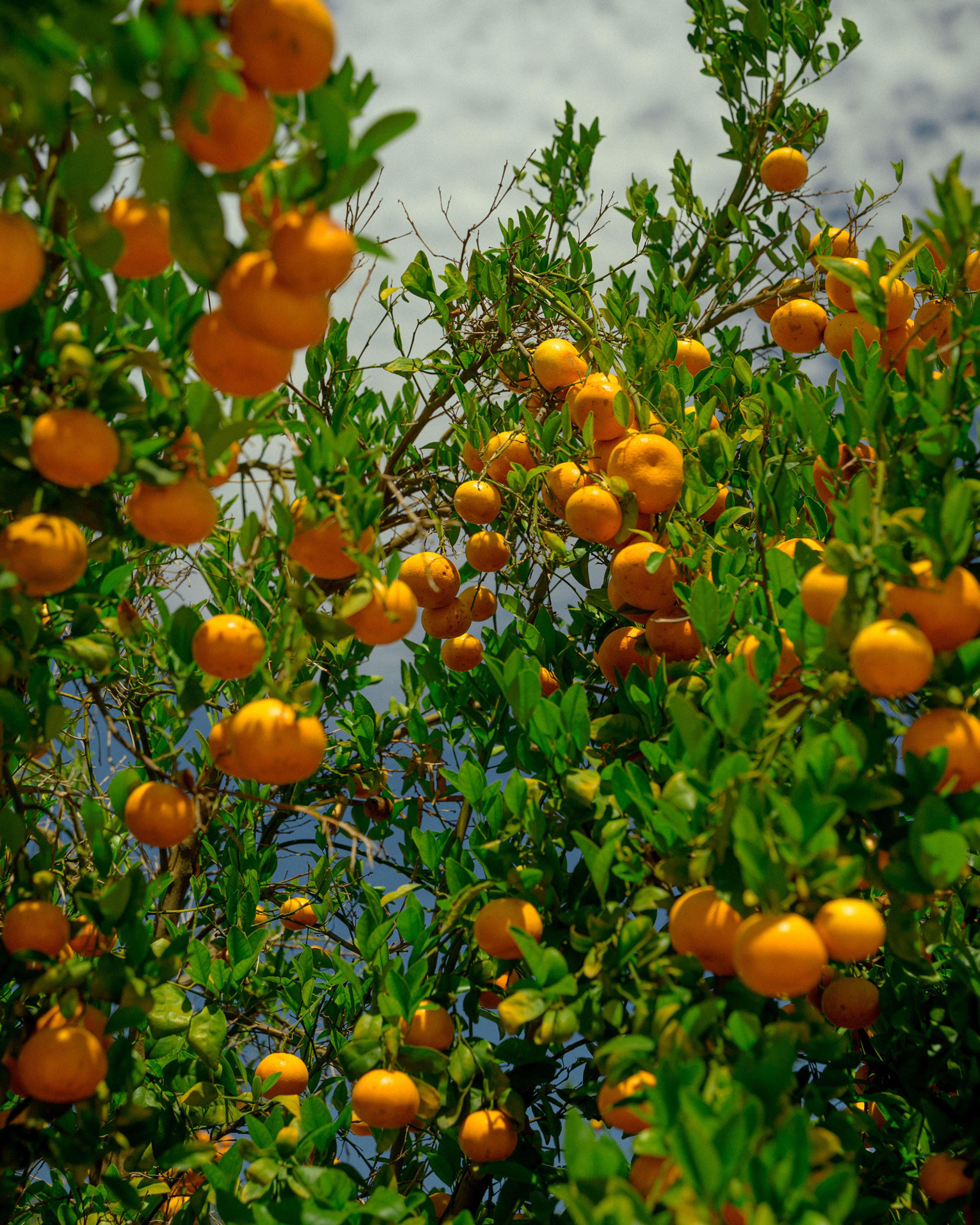 Tangerines in a tree's canopy