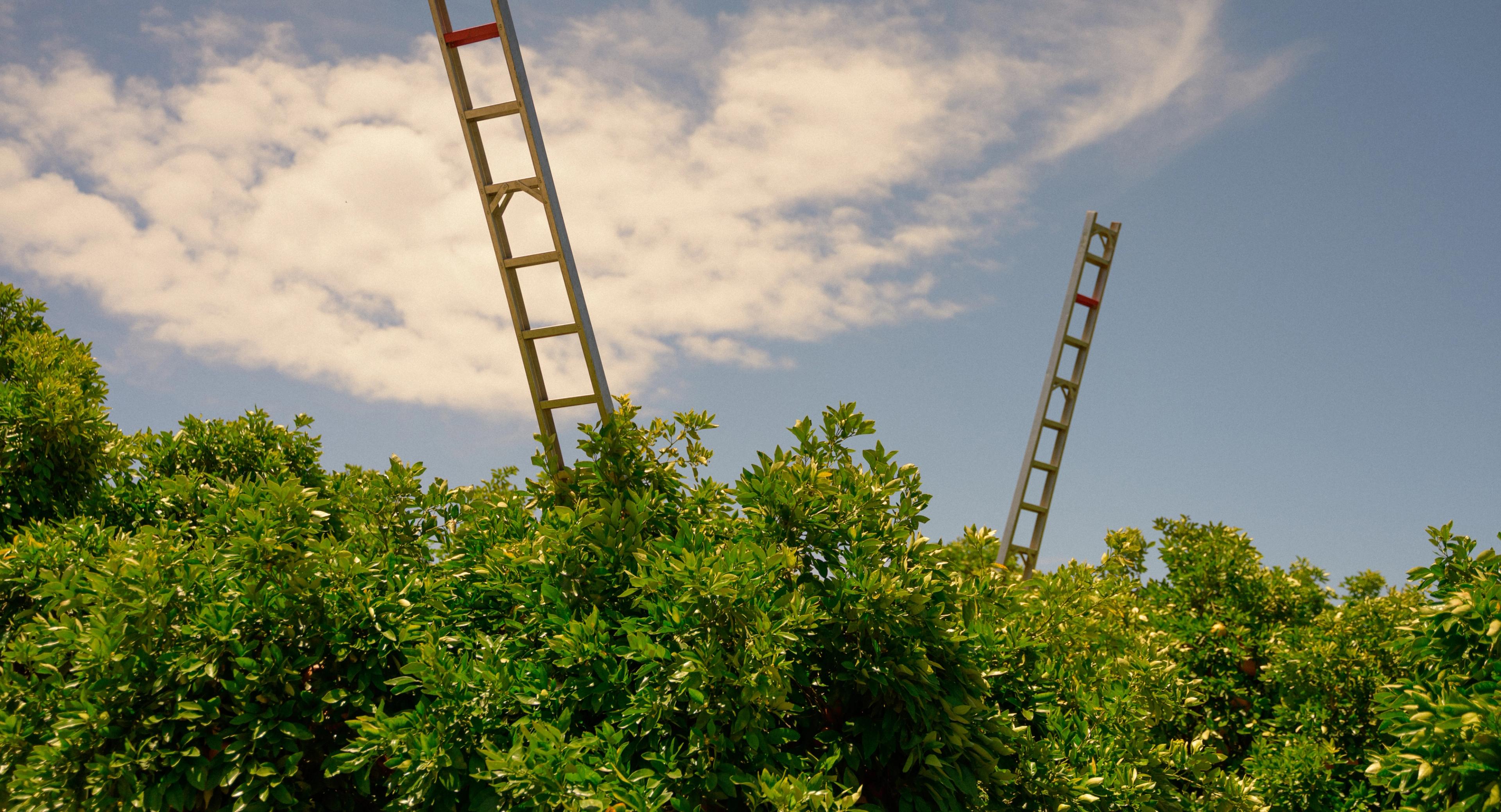 Ladders extend past the orange tree canopy 