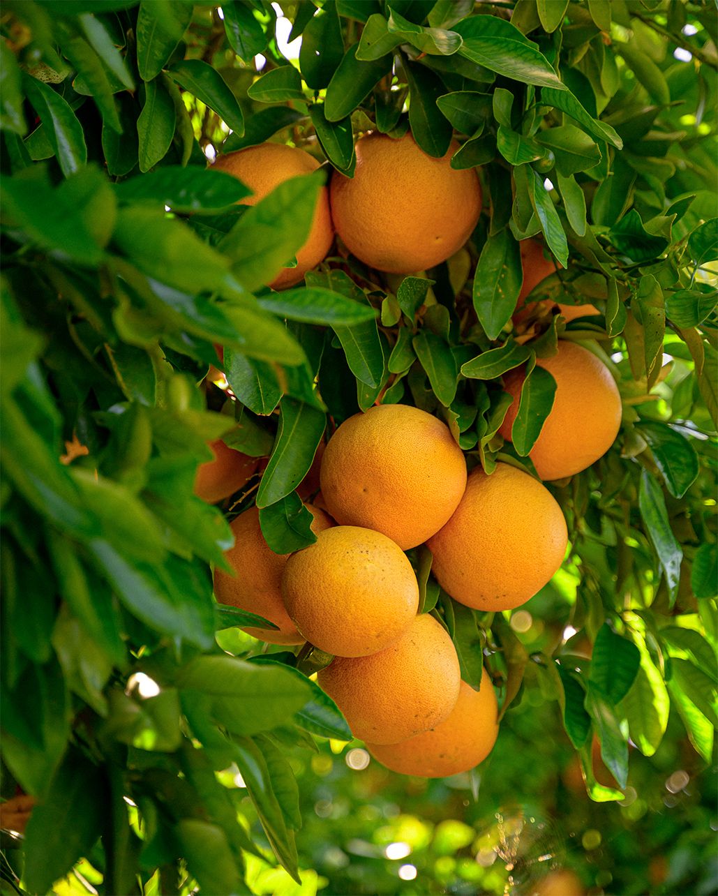 Several grapefruit hanging from a tree.