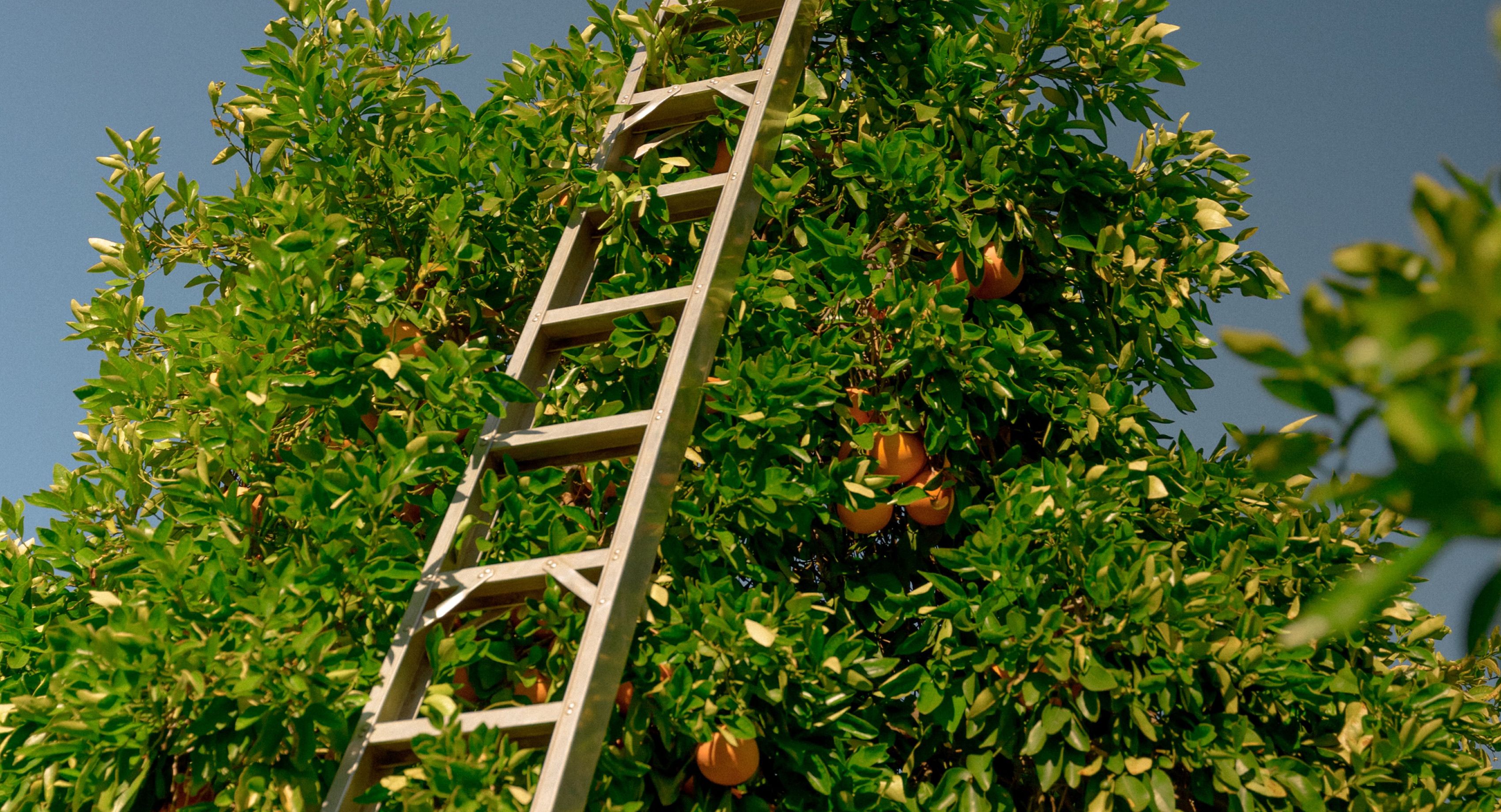 Farmer cutting fruit