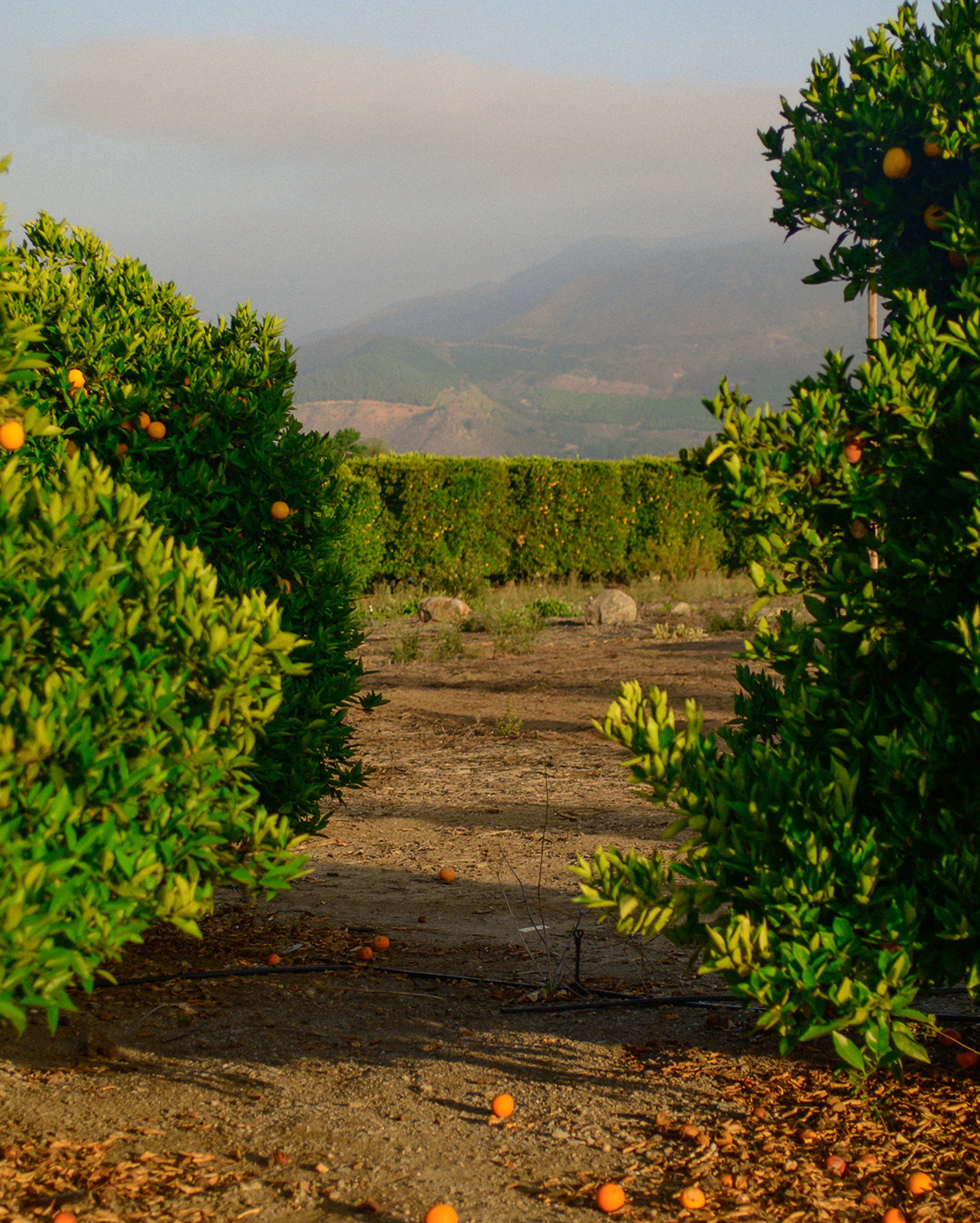 Citrus groves